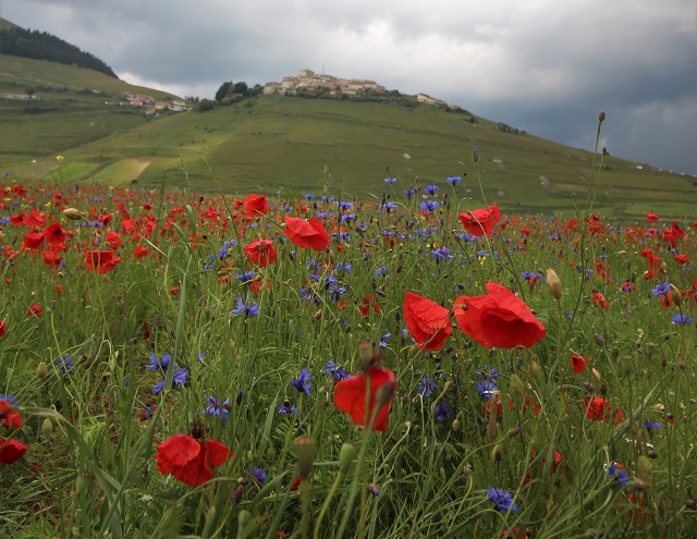 La fioritura di Castelluccio di&nbsp;Norcia