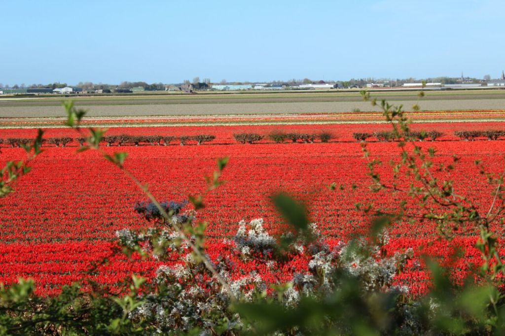 Fiori e tulipani. Ecco le fioriture più belle&nbsp;d’Italia