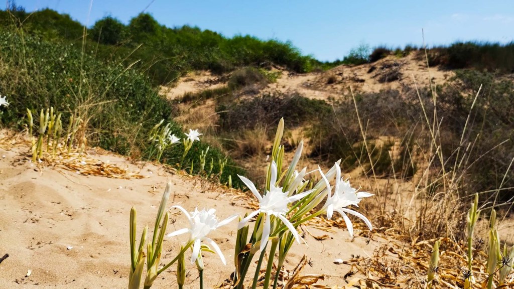 Il giglio di mare, la pianta sacra sulle dune dello&nbsp;Ionio
