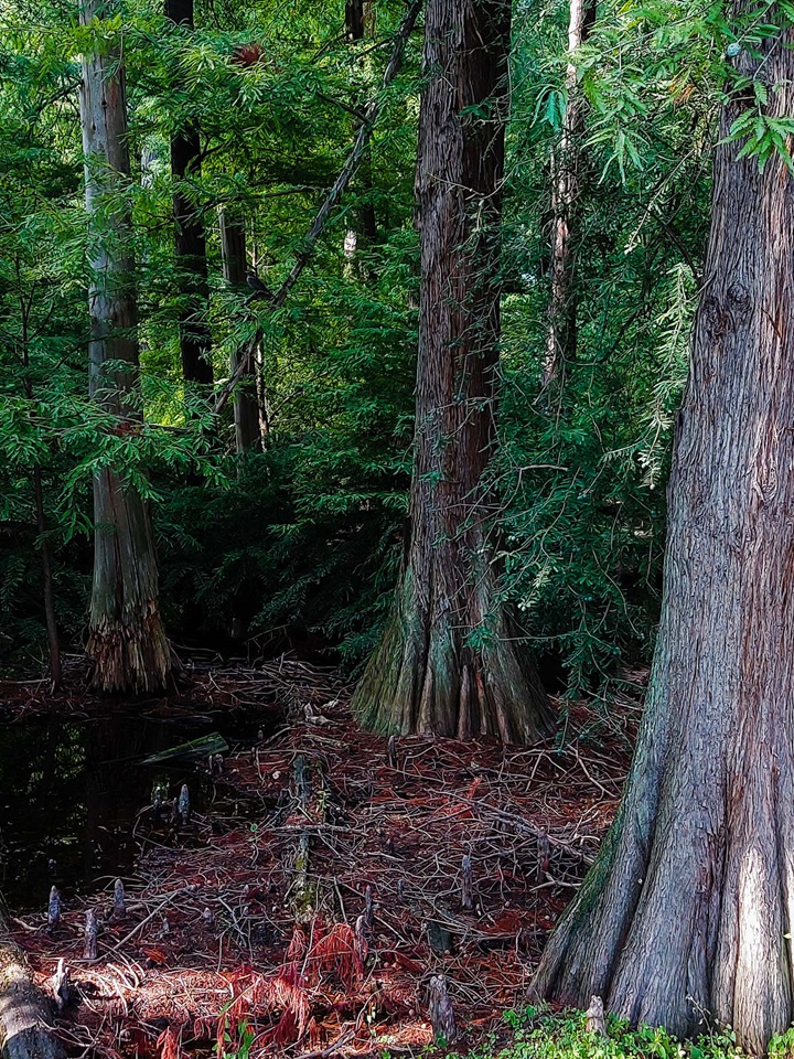 parco taxodi paratico