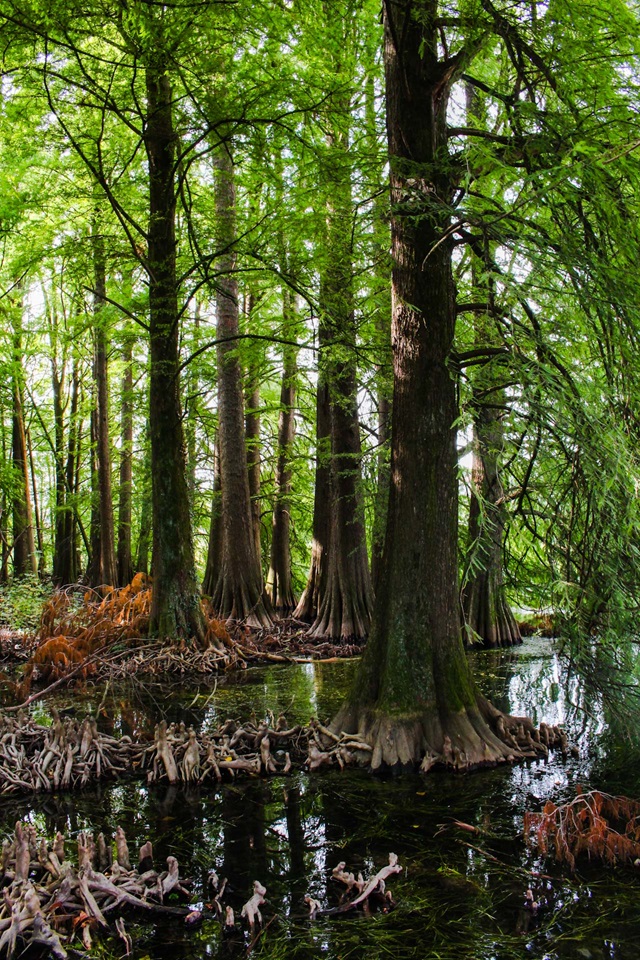 parco taxodi paratico