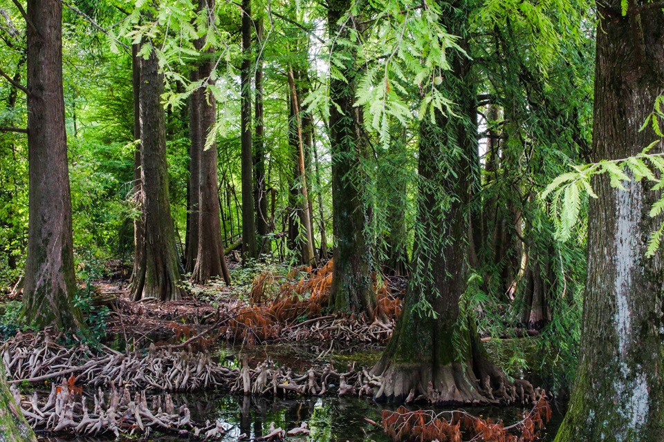 parco taxodi paratico