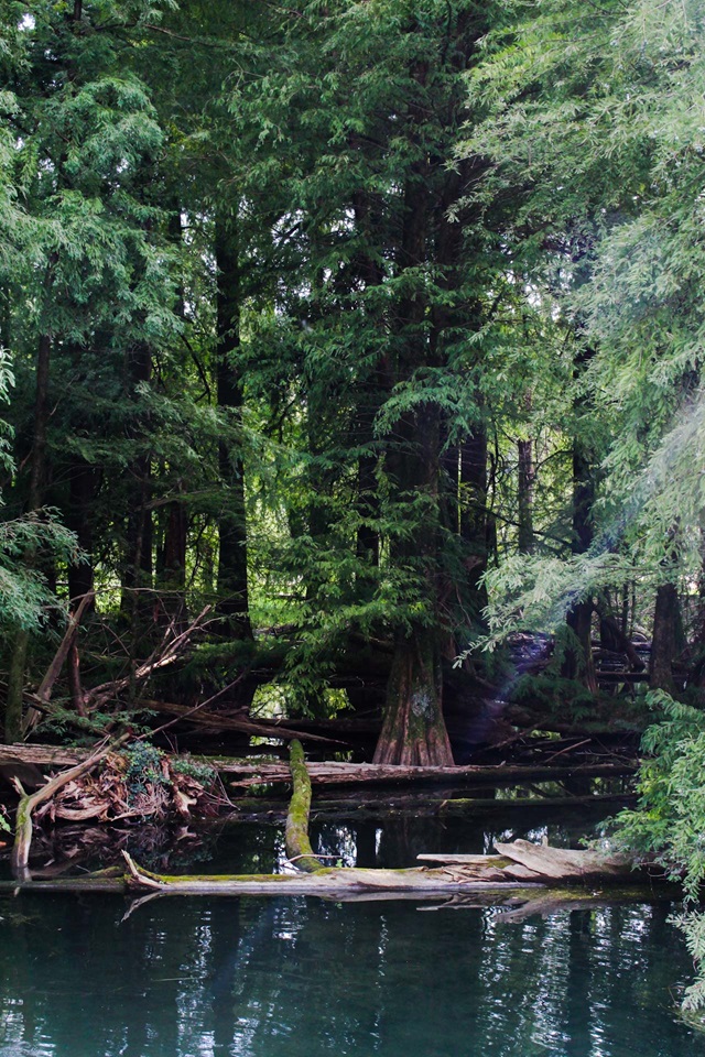 parco taxodi paratico