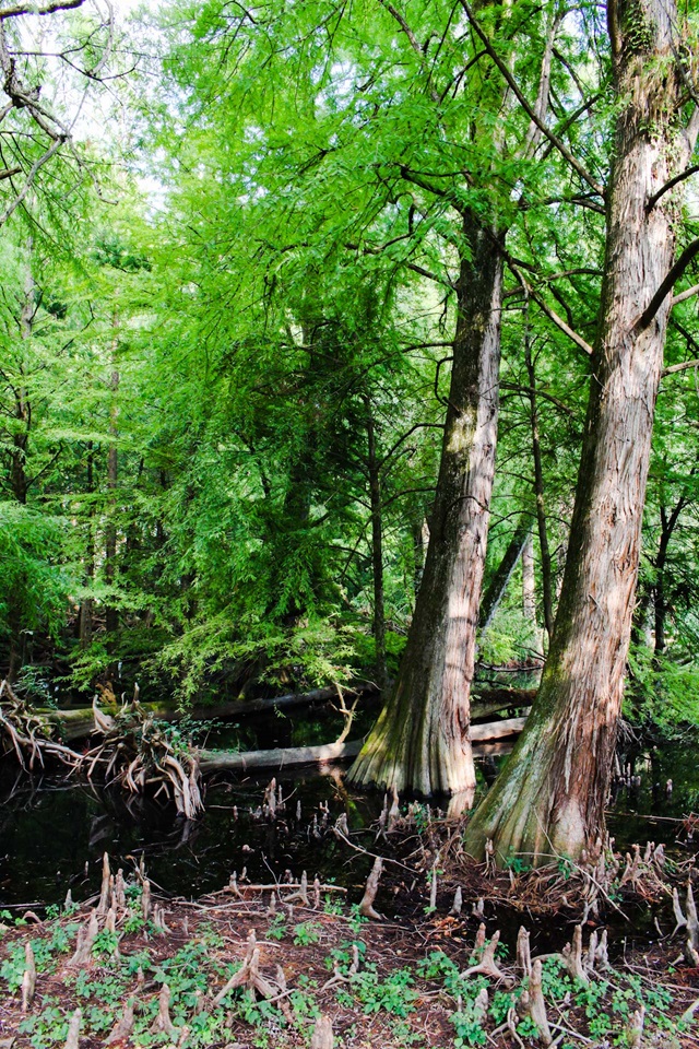 parco taxodi paratico