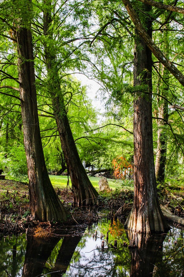 parco taxodi paratico