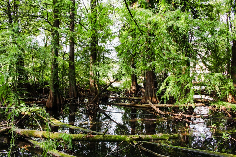 parco taxodi paratico