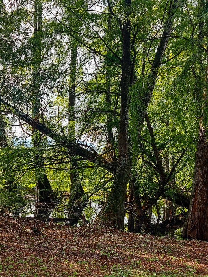 parco taxodi paratico