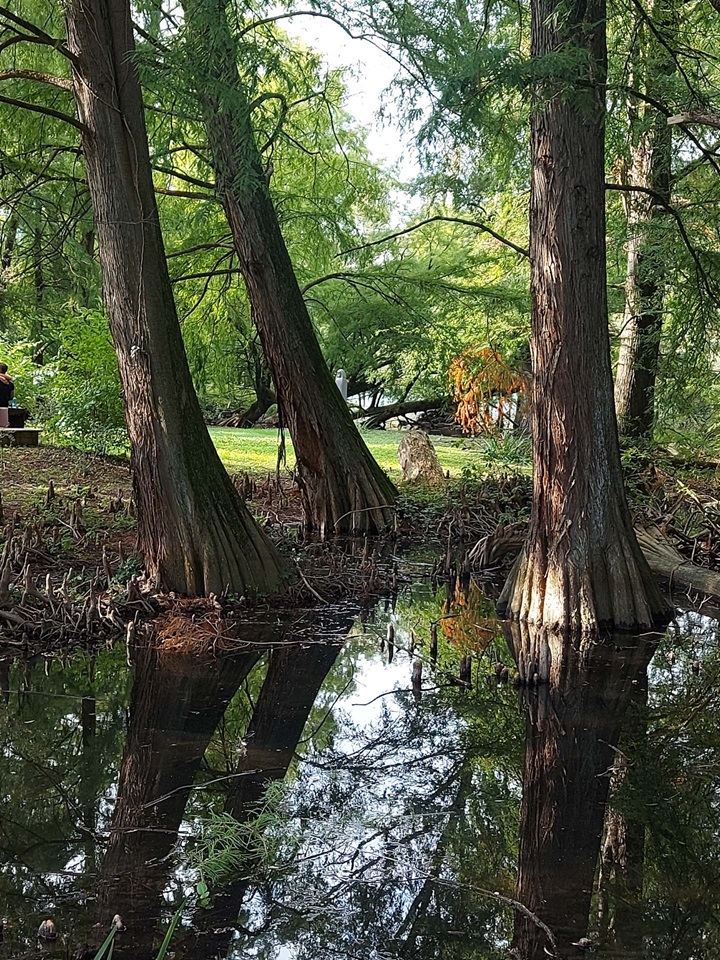 parco taxodi paratico