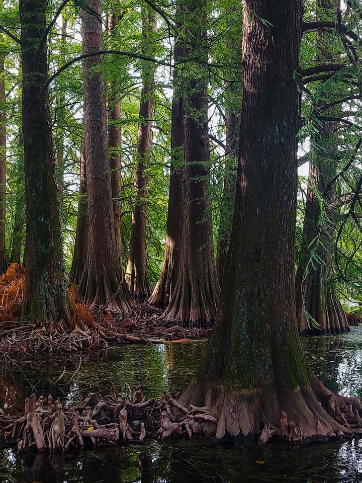 parco taxodi paratico